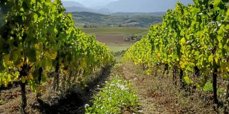 Vins blancs du Languedoc : notre sélection de l'été 2025