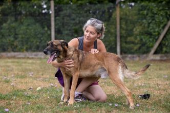 Les abandons de chiens et chats : « maintenant, le pic c'est toute l'année »