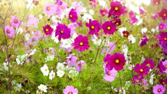 Fleurs sauvageonnes : et si vous les laissiez faire ?