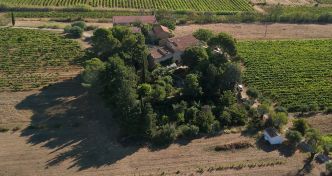 La « vitiforesterie » au Domaine Carrière-Pradal