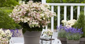 Conseils jardinage. Nos conseils pour mettre vos fleurs à l'ombre cet été !