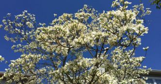 Conseils jardinage. Découvrez le cornouiller de Floride, l'arbuste idéal des petits jardins !
