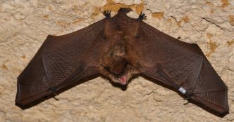 Environnement. Vipères et chauves-souris : ces espèces sont elles dangereuses pour l'homme ?