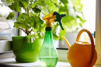 Tout le monde la verse dans l'évier : c'est pourtant de l'or pour les plantes d'intérieur