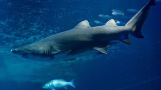 Une femme aurait été mordue par un requin sur une plage de New York
