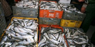 Destruction de ressources halieutiques : Le Secrétariat d'État de la pêche maritime dément