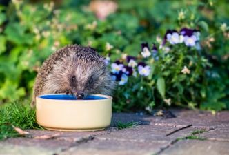 Canicule : donnons à boire aux oiseaux, hérissons, écureuils et autres abeilles