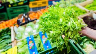Rappel urgent de ces salades vendus dans les supermarchés Carrefour et contaminées à la Listeria