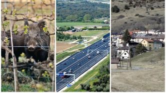 Des sangliers dans Nîmes, fauché sur l'A9 et seulement 8°degrès à Comus... L'essentiel de l'actu en région