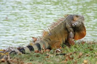 Martinique : l'iguane rayé menace l'équilibre écologique de l'île