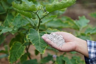 Pas seulement contre les fourmis et les escargots : tous les jardiniers devraient utiliser cette poudre