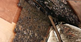Auxonne. Une maison abrite une colonie de 1 500 chauves-souris dans son grenier
