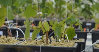 Qanopée, la serre bioclimatique qui veut protéger l'avenir des vignobles du Nord-Est