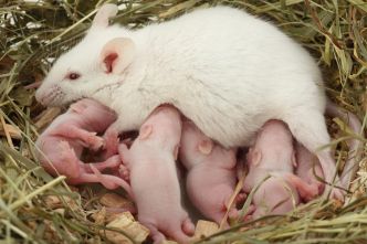 Une carence en fer chez la souris gestante induit une féminisation de certains embryons mâles