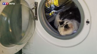 "C'est presque un miracle " : un chaton passe près d'une heure dans une machine à laver en marche et survit | TF1 INFO