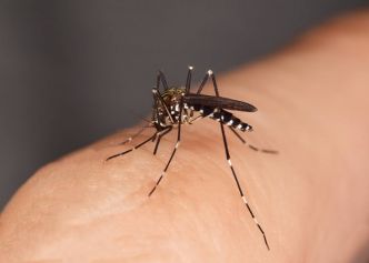 Moustique tigre : la chasse reprend alors que sa présence progresse sur le territoire !