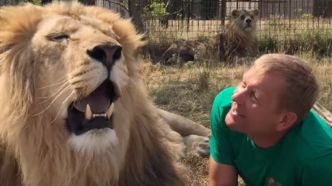 « L'homme qui chuchote à l'oreille des lions » gravement attaqué par le même fauve qui avait tué sa collègue l'année dernière
