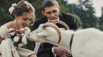 Une chèvre « porteuse d'alliances » sème le chaos à un mariage