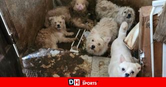 Plus de 115 chiens et le cadavre de leur propriétaire retrouvés à New York dans 'des conditions inimaginables': "Certains n'ont jamais vu la lumière"