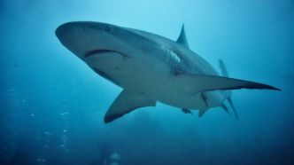 Personne ne s'attendait à l’impact des éoliennes off-shore sur la faune sauvage