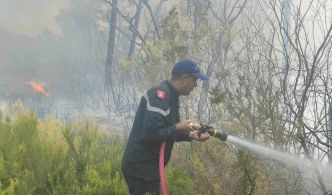 Sbikha : un incendie dévaste 3000 arbres fruitiers dans un domaine agricole