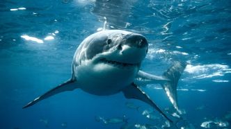 Un requin attaque un ado de 16 ans et l'entraîne sous l'eau devant les autres baigneurs