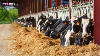 Bovins : un foyer de dermatose nodulaire contagieuse découvert pour la première fois en France | TF1 INFO