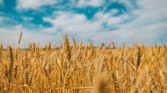 Céréales : 2025, l'année de l'autosuffisance pour l'Algérie selon le ministre de l'Agriculture