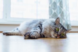 A partir de quelle température votre chat est-il en danger ?