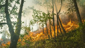 CARTE Alerte canicule : le risque d'incendie a augmenté ces derniers jours en Occitanie, on fait le point département par département