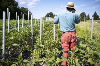 A Lausanne, la liste d'attente pour obtenir un potager urbain a explosé