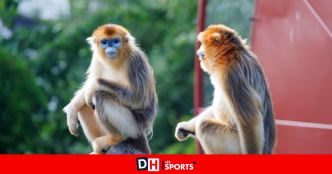 Pairi Daiza : Fin de quarantaine pour les singes dorés à Brugelette
