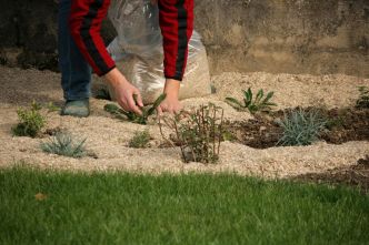 Jardin : c'est l'été, paillons ! Et taillons !