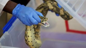 Inde: les douanes saisissent à nouveau plusieurs serpents transportés illégalement