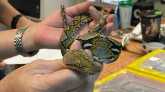 Le passager d'un avion arrêté à l'aéroport de Bombay avec seize serpents dans ses valises