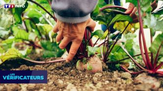 VERIF' - L'acétamipride est-il autorisé partout en Europe car "pas jugé dangereux par les scientifiques européens" ? | TF1 INFO