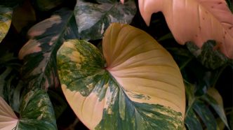 Cette plante facile à entretenir vous portera chance en amour cet été, selon le Feng Shui