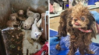 115 chiens et le cadavre de leur propriétaire retrouvés dans une maison insalubre