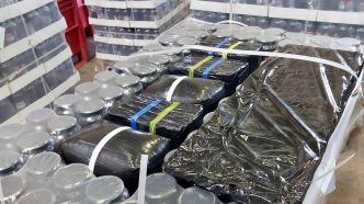 La drogue était cachée au milieu des olives : plus d'1,8 tonne de pollen de cannabis découverts dans un camion frigorifique