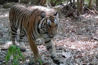 En Thaïlande, les cerfs lâchés dans la jungle servent de proie pour sauver les tigres
