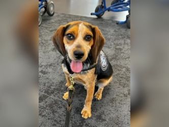 Etats-Unis : expulsion d'un passager égyptien qui a frappé un chien des douanes