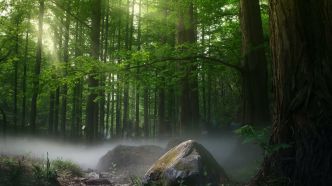 Vous ne croirez jamais à quoi ressemble le plus grand organisme du monde