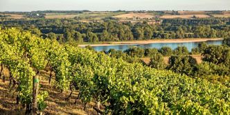 Vins blancs de Loire : notre sélection de l'été 2025
