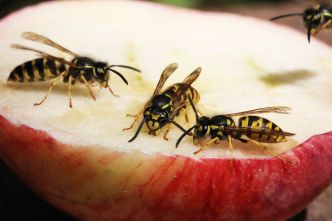Adieu les guêpes : dispersez cet ingrédient autour de la maison, elles ne viendront pas vous embêter cet été