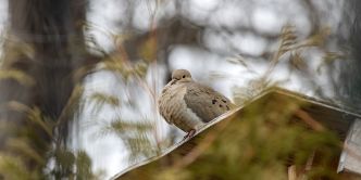 Utiliser de l'aluminium pour faire fuir les oiseaux du jardin : bonne ou mauvaise idée ?