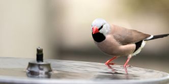 Comment fabriquer un abreuvoir pour oiseaux pour les chaudes journée d'été ?