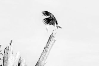 Martine Bour