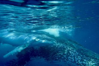 Huit choses à savoir sur la campagne 2025 d'observation des baleines en Nouvelle-Calédonie