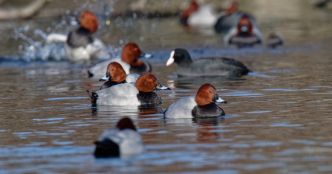 Une restriction de la chasse des oiseaux migrateurs fondée sur la science crispe les chasseurs