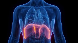 Le diaphragme : un acteur clé de notre respiration